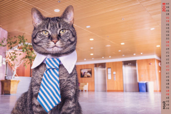 Картинка календари животные галстук взгляд кот