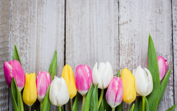 Картинка цветы тюльпаны доски colorful wood pink flowers tulips