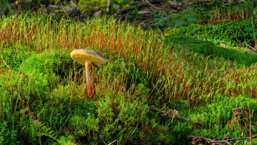 Картинка природа грибы трава гриб мох