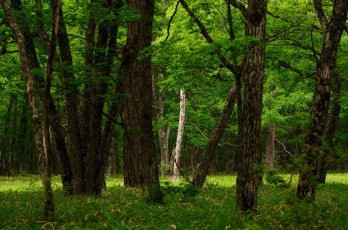 Картинка природа лес деревья
