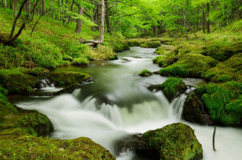 Картинка природа реки озера вода поток лес