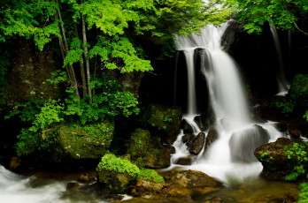 Картинка природа водопады поток лес вода зелень камни
