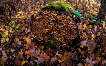 Картинка природа грибы листва