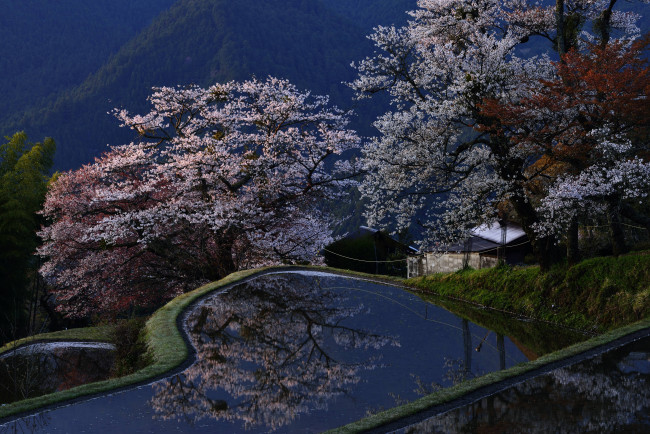 Обои картинки фото природа, поля, Япония