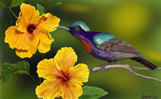 Обои картинки фото рисованные, животные,  птицы, цветы, колибри