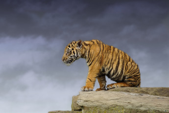 Картинка животные тигры тигренок