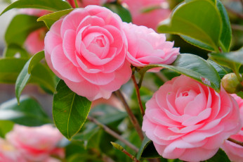 Картинка цветы камелии камелия лепестки розовый