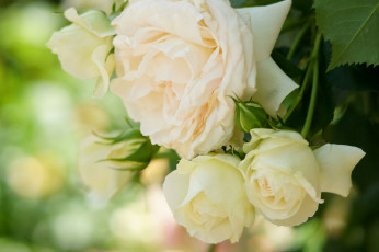 Картинка цветы розы нежность лепестки кремовые