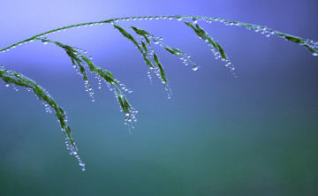 Картинка природа макро фон вода трава капли