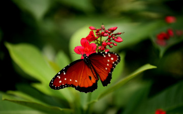 Картинка животные бабочки +мотыльки +моли листья цветок бабочка