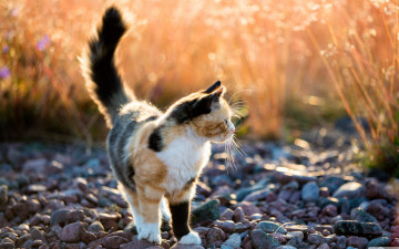 Картинка животные коты лето кошка трёхцветная