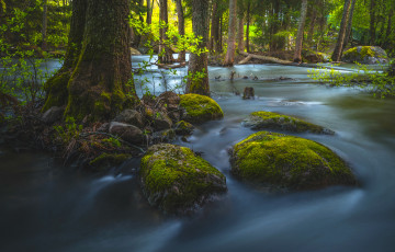 Картинка природа реки озера корни деревья мох камни поток вода