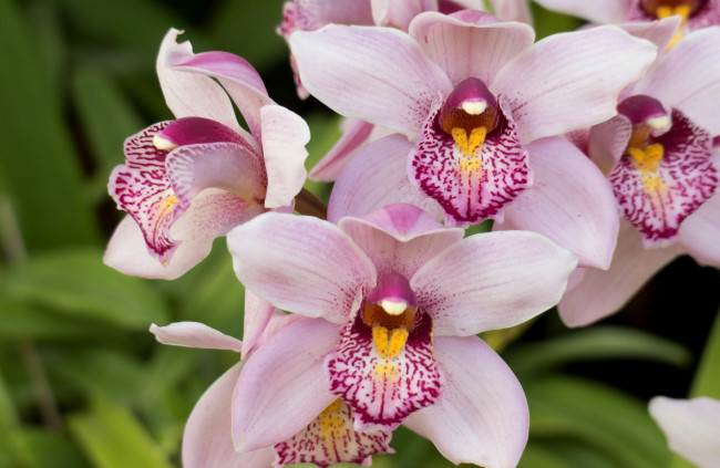 Обои картинки фото цветы, орхидеи, орхидея, экзотика, макро, розовый