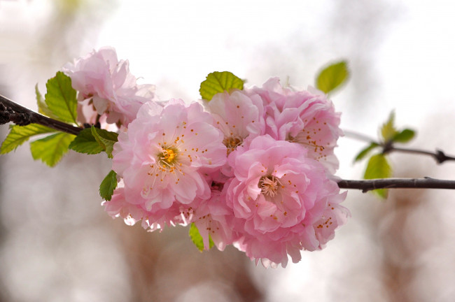 Обои картинки фото цветы, сакура,  вишня, нежность, весна, вишня, розовый, ветка