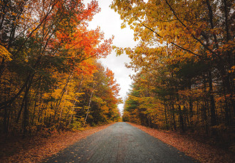 Картинка природа дороги пейзаж деревья лес дорога осень