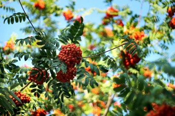 Картинка природа Ягоды +рябина ягоды