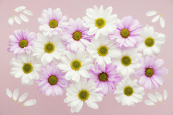 обоя цветы, хризантемы, белые, розовые, лепестки