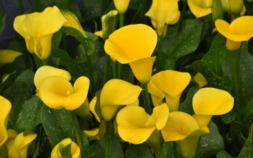 Картинка цветы каллы желтые много