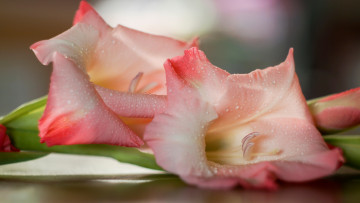 Картинка цветы гладиолусы нежный гладиолус розовый капли