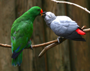 обоя животные, попугаи