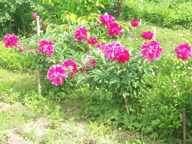 Обои картинки фото балвские, пионы, цветы