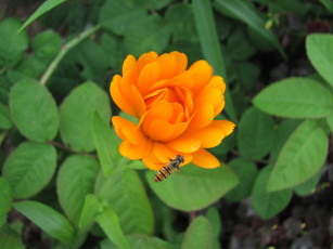 Картинка цветы календула пчела оранжевый