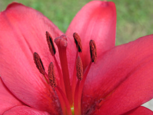 Картинка цветы лилии лилейники макро красный