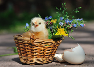 Картинка авт сотсков николай животные куры петухи цыпленок в корзине скорлупа корзина цыплёнок разбитая