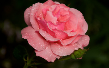 Картинка цветы розы нежно-розовая в капельках воды роза