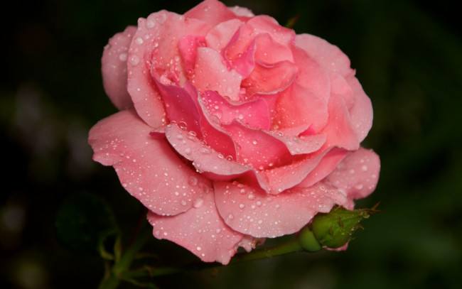 Обои картинки фото цветы, розы, нежно-розовая, в, капельках, воды, роза