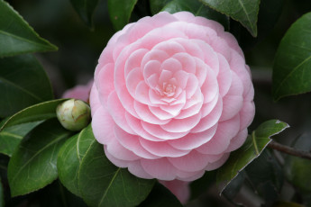 Картинка цветы камелии бледно-розовый лепестки круглый
