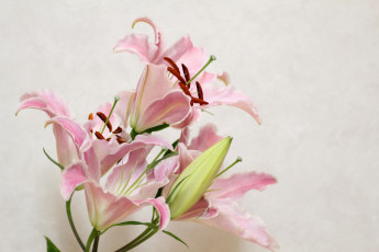 Картинка цветы лилии лилейники розовый