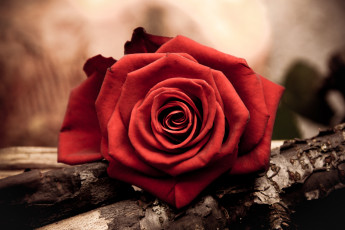 Картинка цветы розы лепестки красный