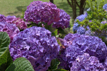 Картинка цветы гортензия фиолетовый