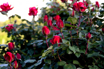 Картинка цветы розы красный бутоны