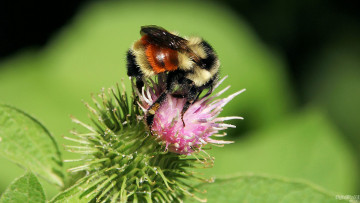 Картинка животные пчелы осы шмели шмель