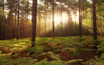 Картинка природа лес папоротник деревья broxbourne woods united kingdom