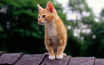 Картинка животные коты крыша смотрит рыжий котенок