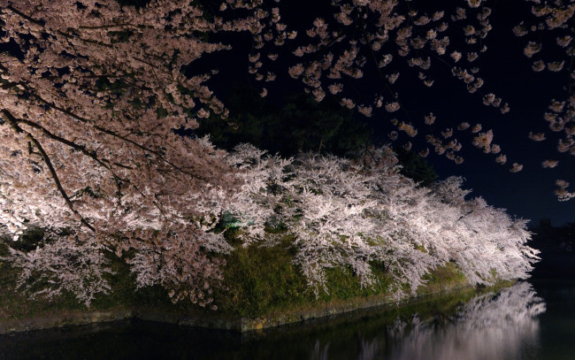 Обои картинки фото природа, реки, озера, цветы, ветви, сакура, берег, река