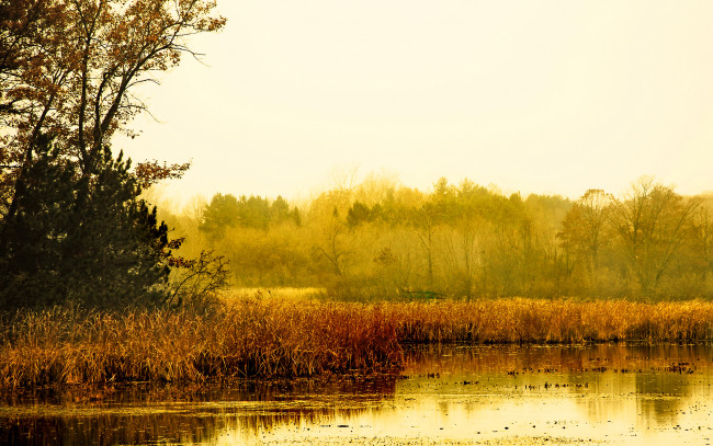 Обои картинки фото природа, реки, озера, осень, осока, желтая, деревья, река