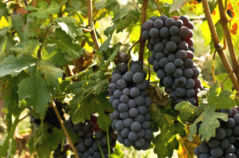 Картинка природа Ягоды виноград гроздья лоза