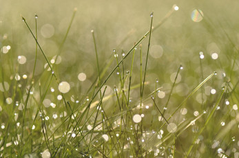 Картинка природа макро трава капли блики зеленый