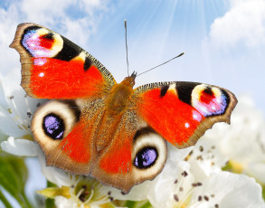 Картинка животные бабочки +мотыльки +моли природа бабочка крупным планом цветы небо