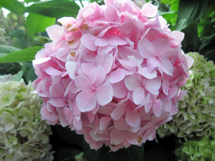 Картинка цветы гортензия розовый шар