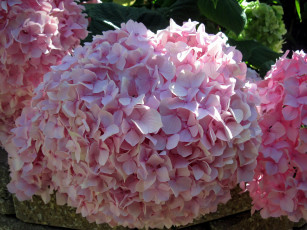 Картинка цветы гортензия розовый шар
