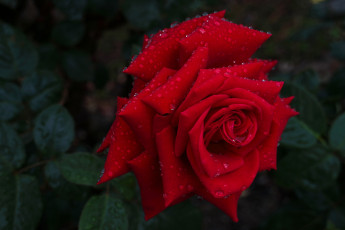 Картинка цветы розы роза капли