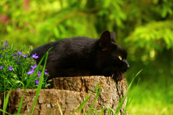 Картинка животные коты чёрный кот цветы пень
