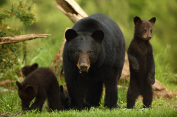 Картинка животные медведи барибал чёрный медведь медведица медвежата стойка