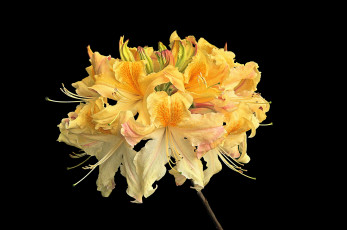Картинка цветы рододендроны+ азалии цветок