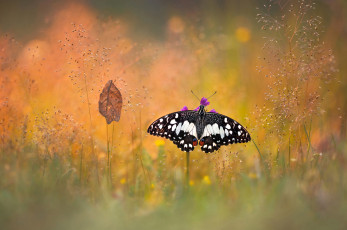 Картинка животные бабочки +мотыльки +моли бабочка травинки лист макро боке